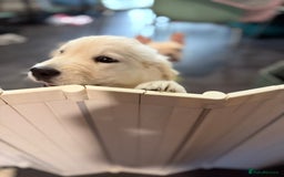 Golden Retriever dogs for sale: Beautiful Golden Retriever Puppy  - Image 7