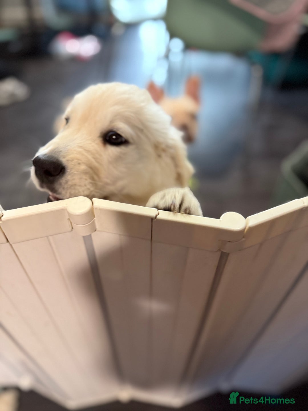 Golden Retriever dogs for sale: Beautiful Golden Retriever Puppy  - Image 7