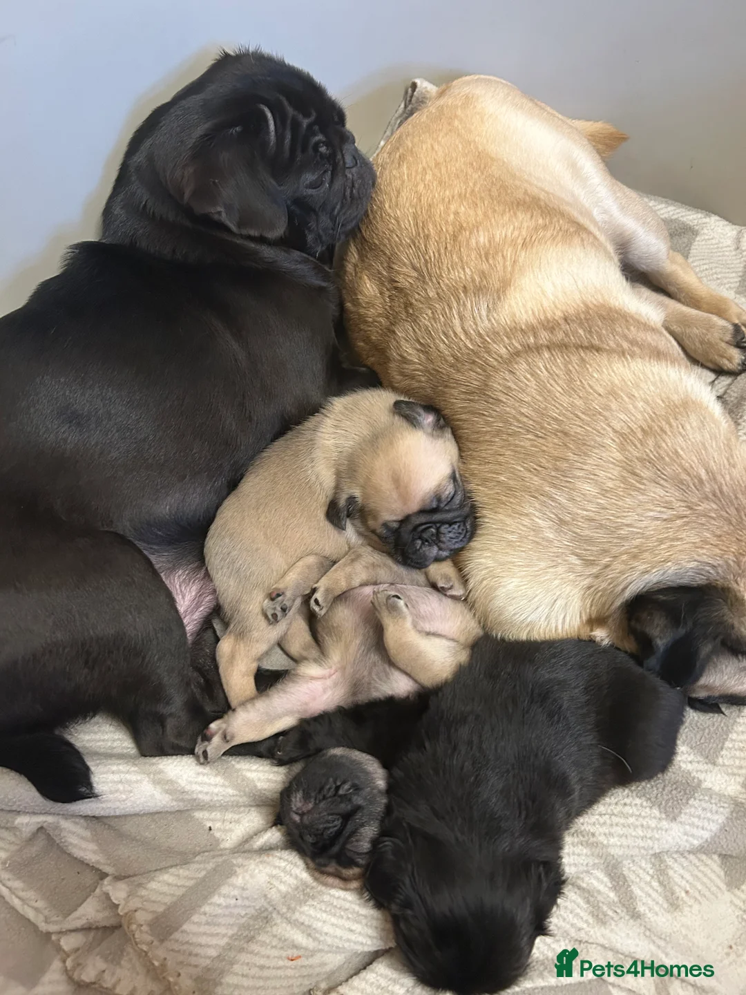 Pug dogs for sale: Stunning pug puppies  - Advert 2