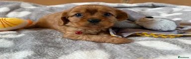 Puppy 2 - Red collar