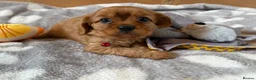 Cavalier King Charles Spaniel dogs for sale: Health tested and KC Registered  - Advert 7