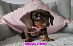 Dachshund dogs for sale: LAST 2!! Chocolate Dachsunds. Champion Lineage! in Worksop - Image 11