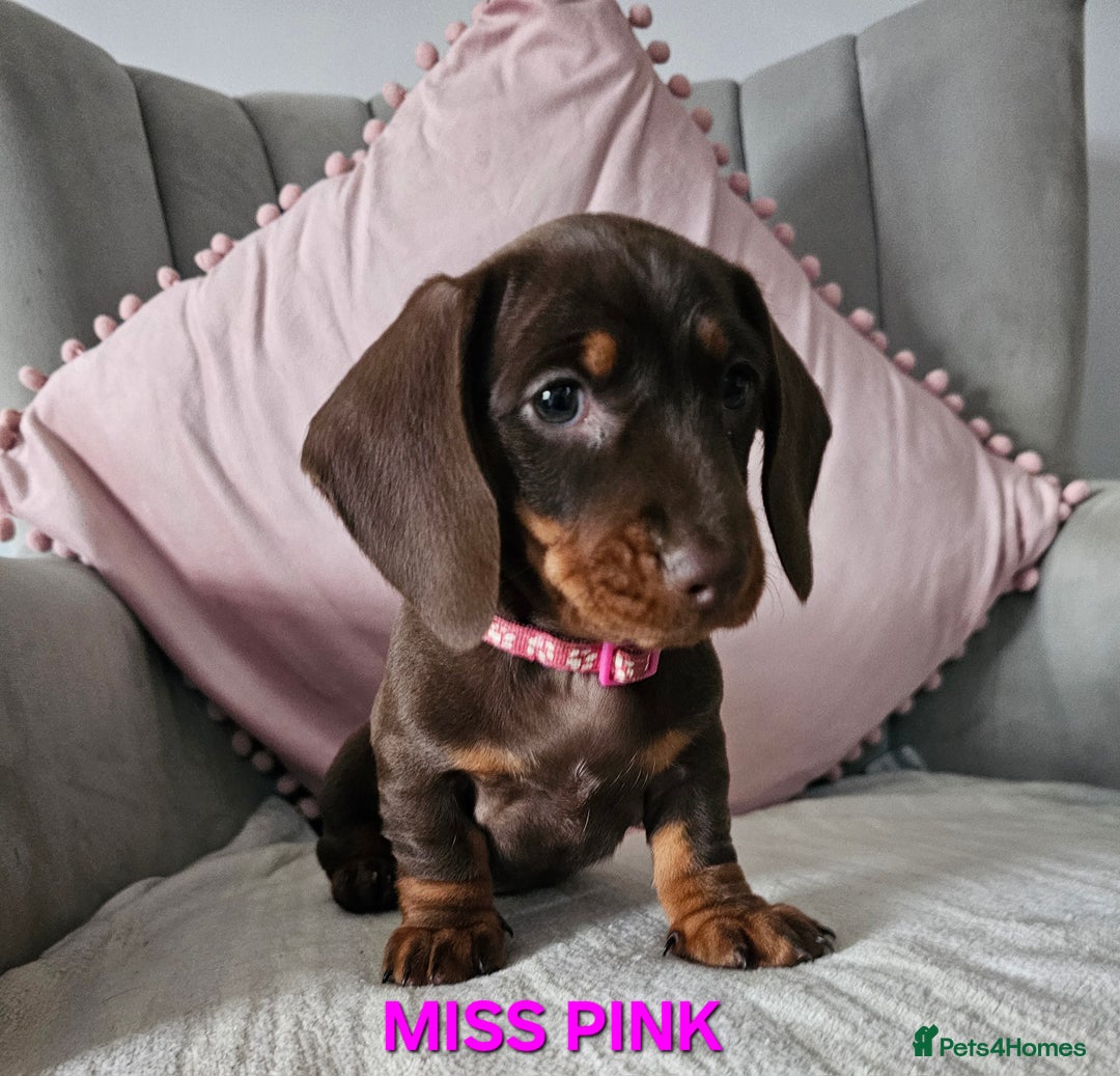 Dachshund dogs for sale: LAST 2!! Chocolate Dachsunds. Champion Lineage! in Worksop - Image 11
