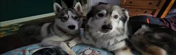 Mixed Breed dogs for sale: 6 Northern Inuit × Siberian Husky puppies - Advert 14