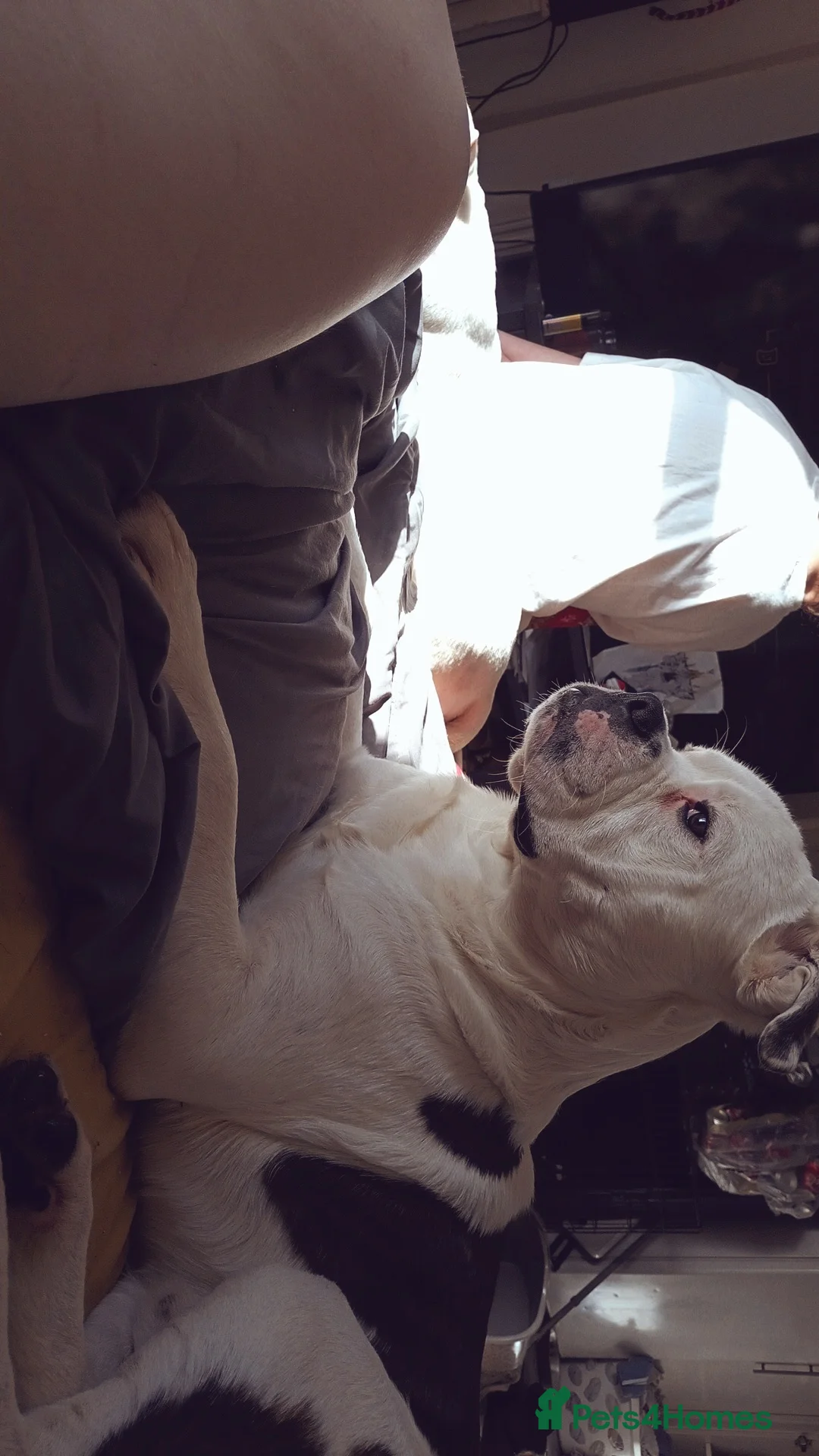 Mixed Breed dogs for sale: Puppy for sale 240 for borh in Swansea - Advert 4