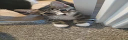Mixed Breed cats for sale: Beautiful Kittens  - Advert 5