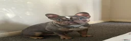 French Bulldog dogs for sale: French bulldog Rocky - Advert 3