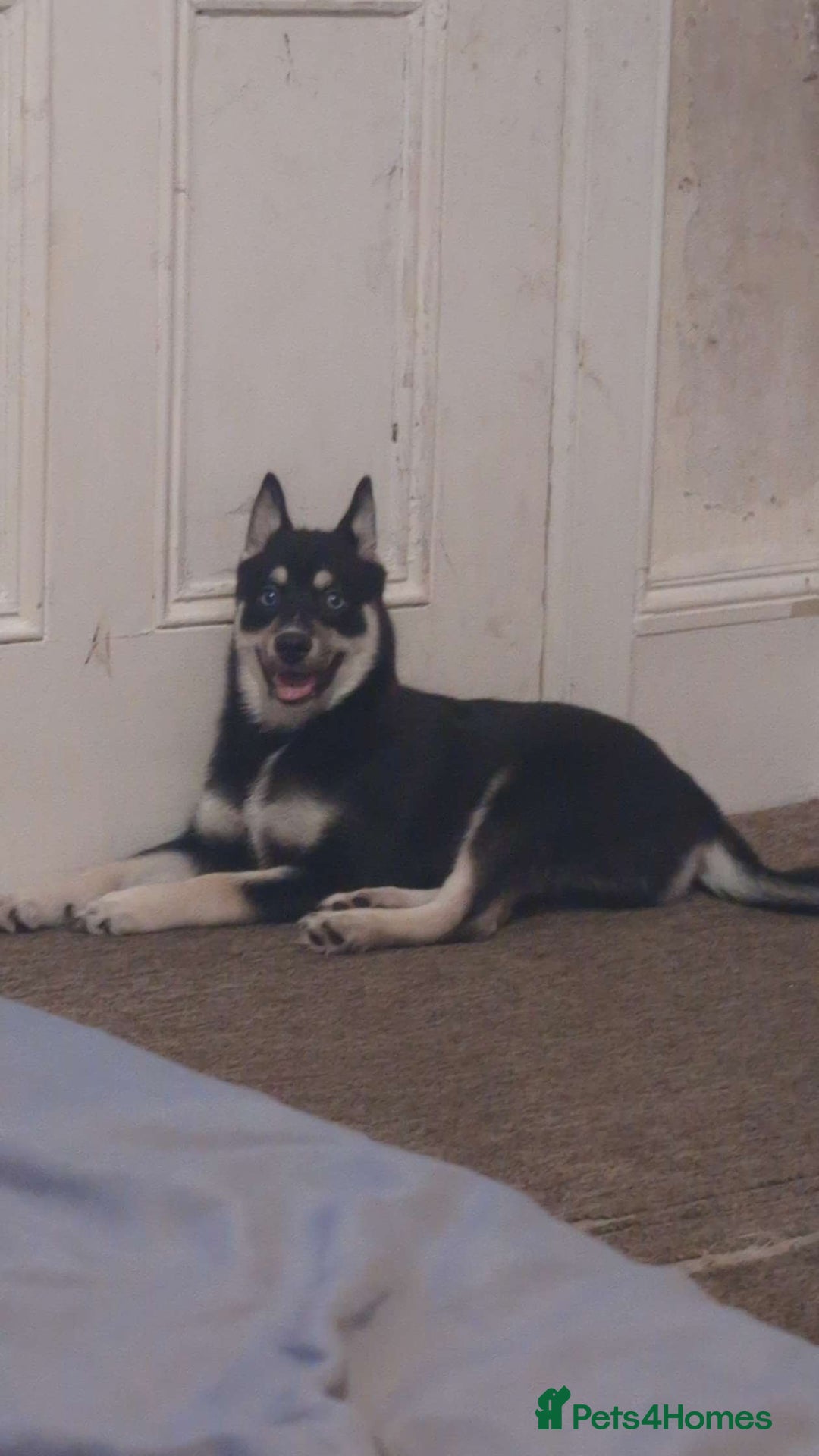 Pomsky dogs for sale: Gorgeous Male Pomsky aged 6 months ❤️ - Image 5
