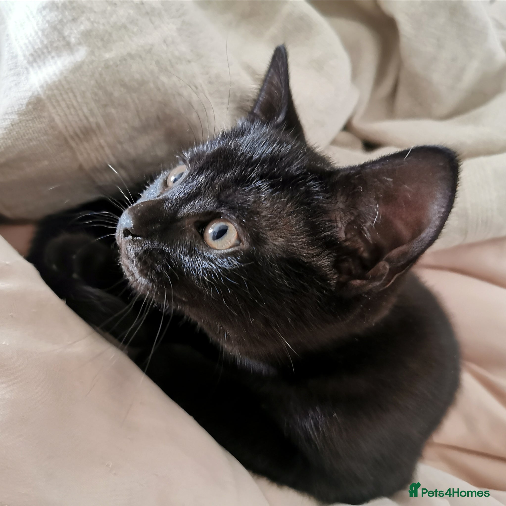 Mixed Breed cats for sale: Gorgeous, sweet natured & very playful kittens in London - Advert 25