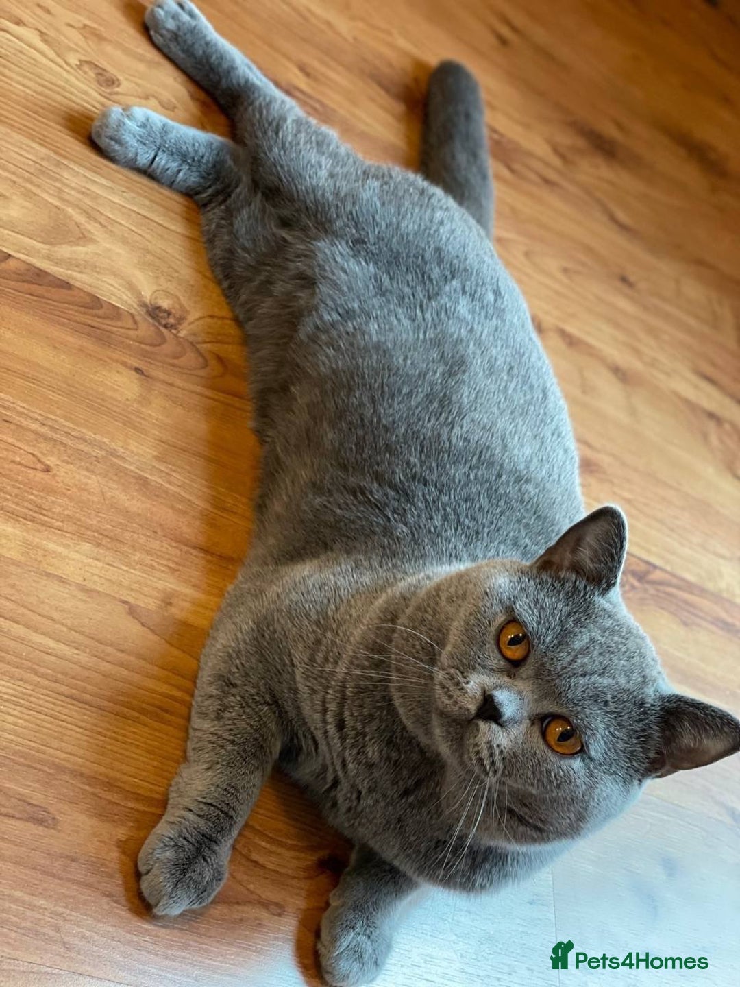 British Shorthair cats for sale: 💕British Shorthair Blue Kittens💕 - Advert 23