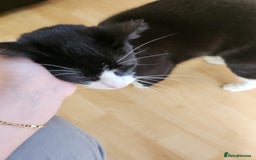 Domestic Shorthair cats for sale: Cute black & white cat for sale - Image 5