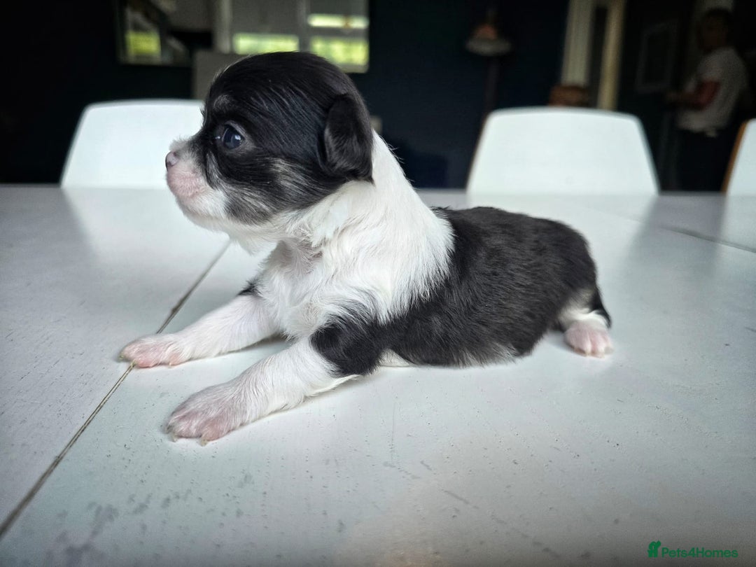 Chihuahua dogs for sale: Beautiful fluffy long haired chihuahuas - Image 16