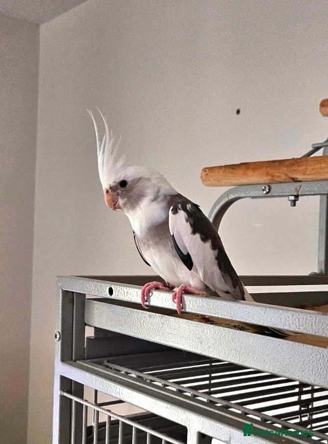 Cockatiels birds Baby cockatiel with cage - Advert 1