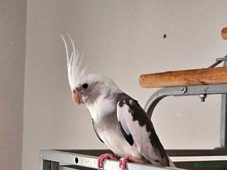 Cockatiels birds Baby cockatiel with cage - Advert 1