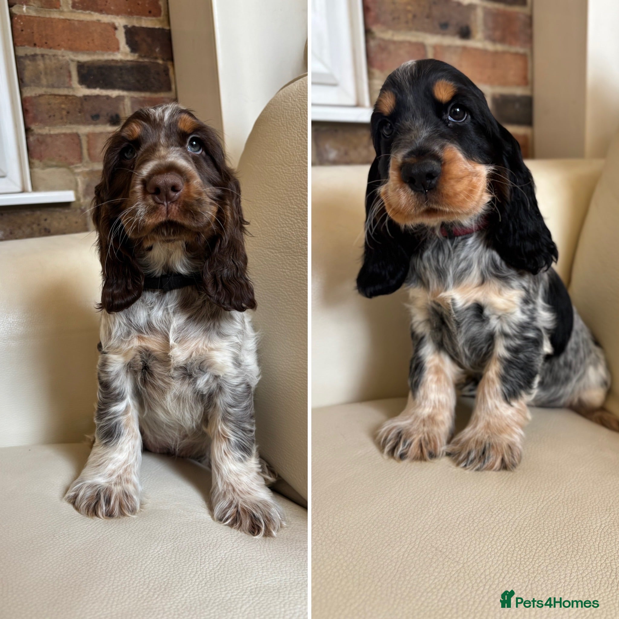 Cocker Spaniel dogs health tested KC English cocker spaniel  - Advert 5