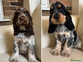 Cocker Spaniel dogs health tested KC English cocker spaniel - Advert 10