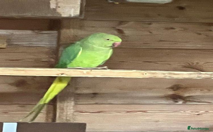 Parakeets birds - Advert 10