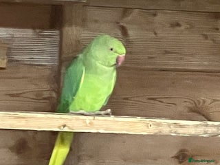 Parakeets birds - Advert 9