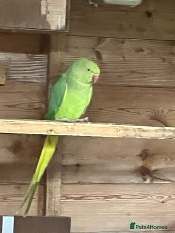Parakeets birds - Advert 12