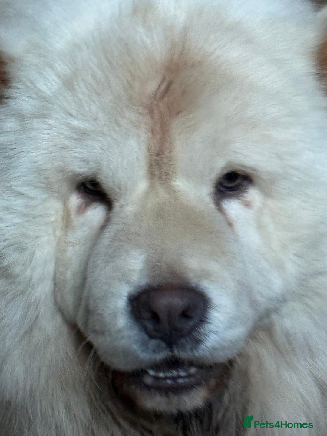 Chow Chow dogs for sale: Miss chow chow mummy  - Advert 1