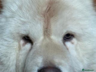 Chow Chow dogs chow chow puppies - Advert 1