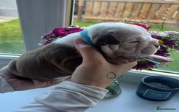 Olde English Bulldogge dogs for sale: Old English bulldog puppies - Image 12