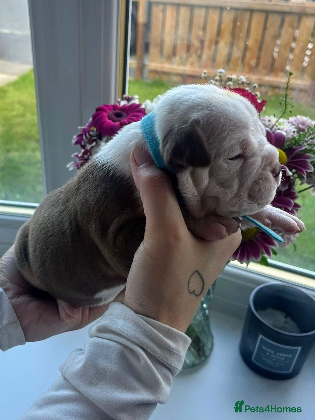 Olde English Bulldogge dogs for sale: Old English bulldog puppies - Image 12