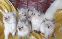Ragdoll cats for sale: Stunning GCCF Registered Ragdoll Kittens. - Image 15