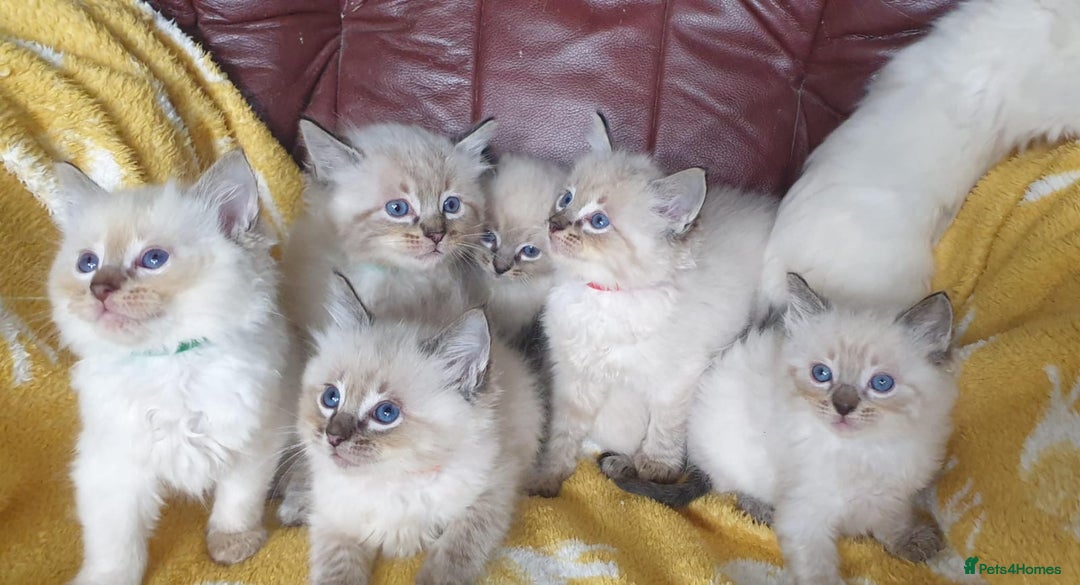 Ragdoll cats for sale: Stunning GCCF Registered Ragdoll Kittens. - Image 15