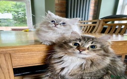 Siberian cats for sale: Purebred Siberian kittens  - Image 6