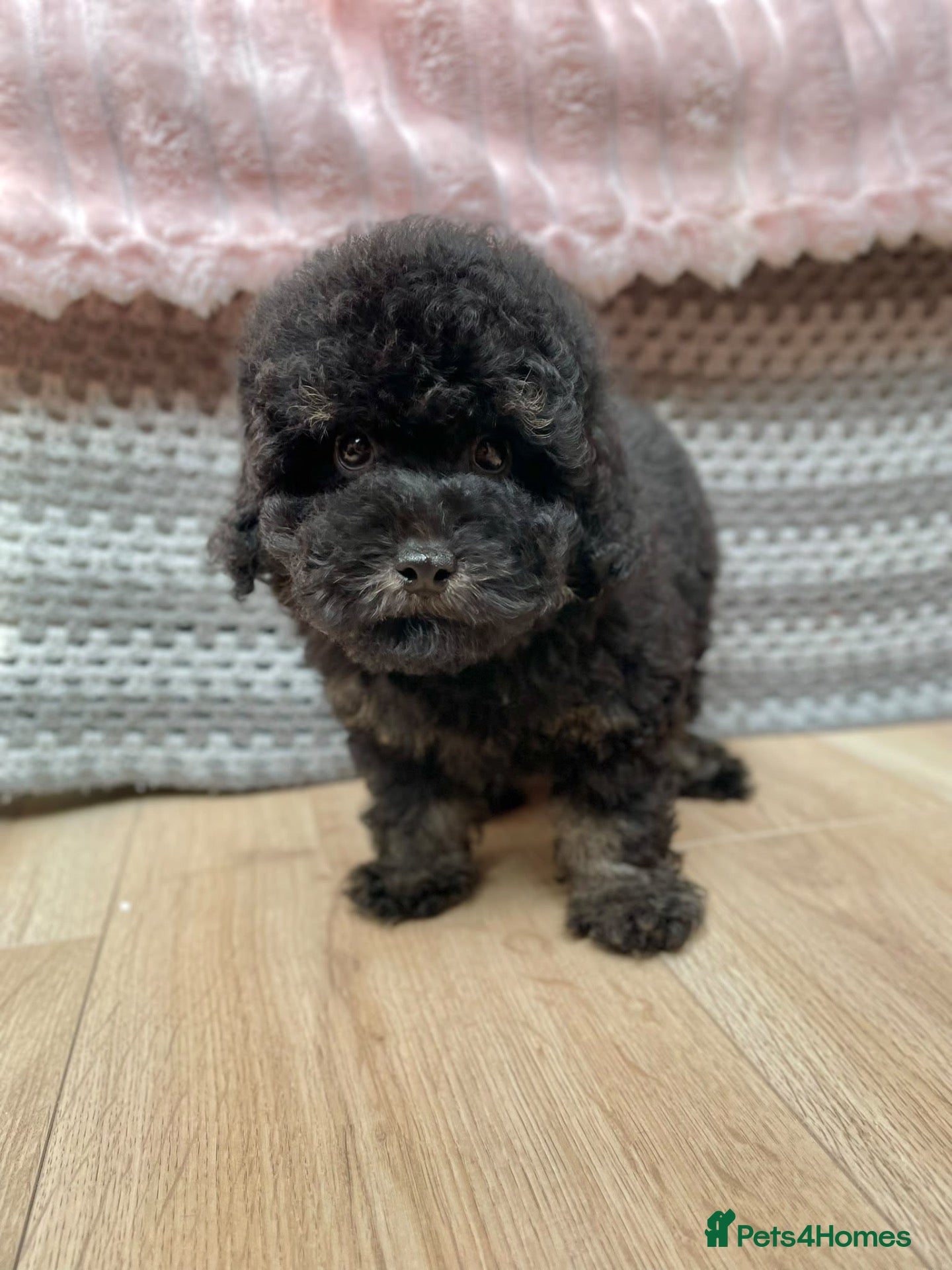 Cavapoo dogs Why does no one want me 🐾 - Advert 15