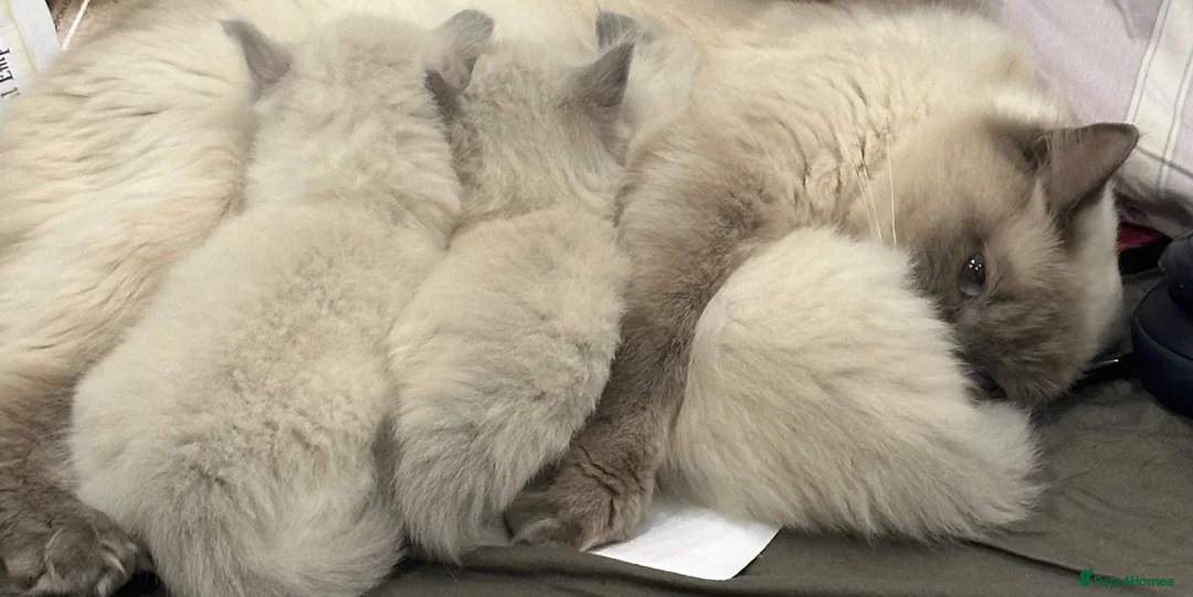Ragdoll cats for sale: REDUCED!! FLUFFY LITTER OF 3 RAGDOLL KITTENS - Advert 2