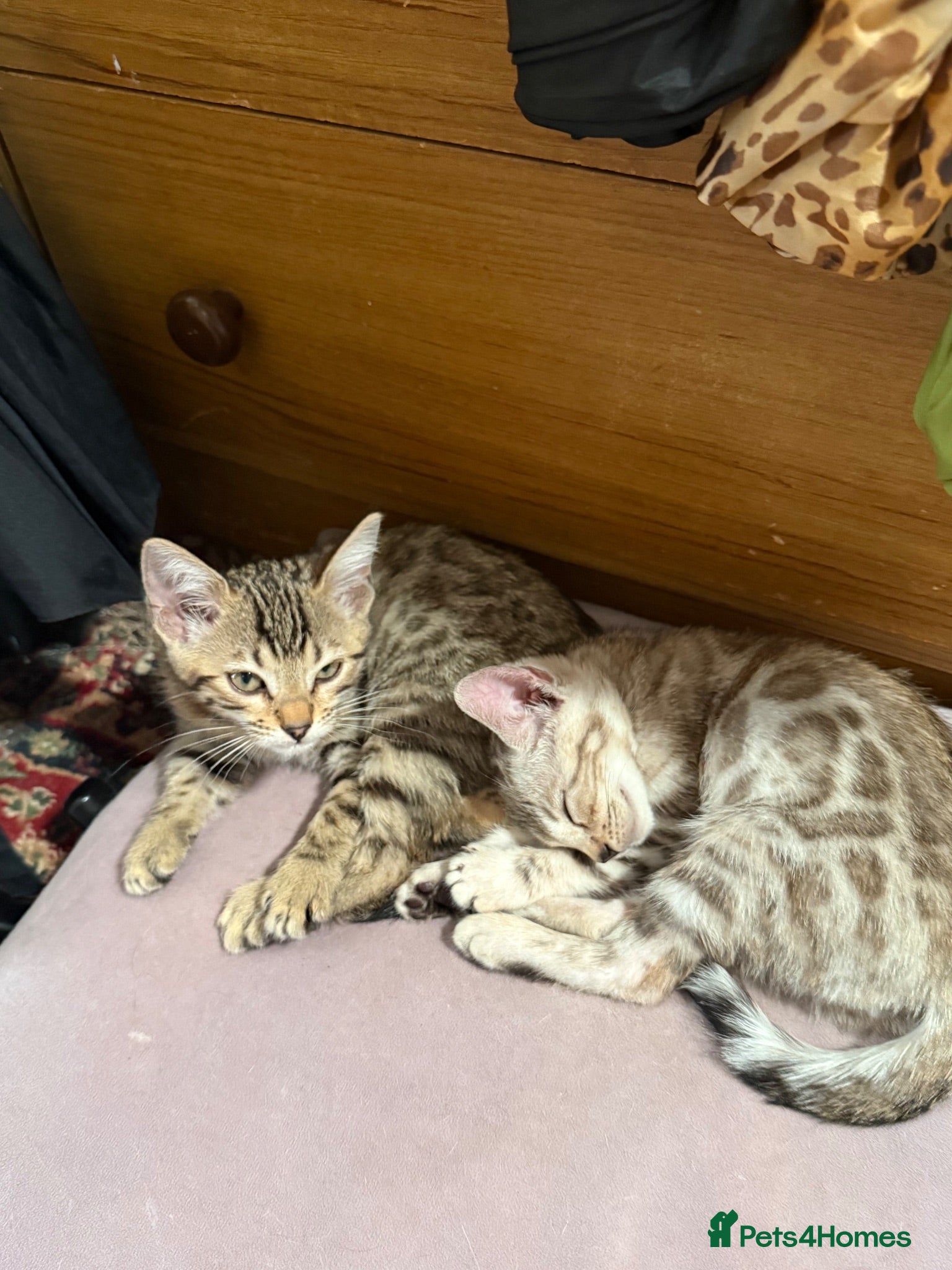 Bengal cats 2 bengal kittens READY NOW! - Advert 2