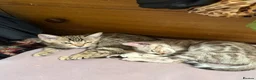 Bengal cats for sale: 2 bengal kittens READY NOW! - Advert 3