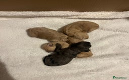 Cockapoo dogs for sale: F2 Cockapoos - Image 6