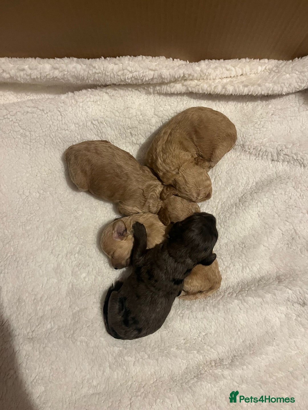 Cockapoo dogs for sale: F2 Cockapoos - Image 6