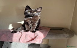 Maine Coon cats for sale: Pedigree GCCF Russian Import line Maine Coons - Image 25