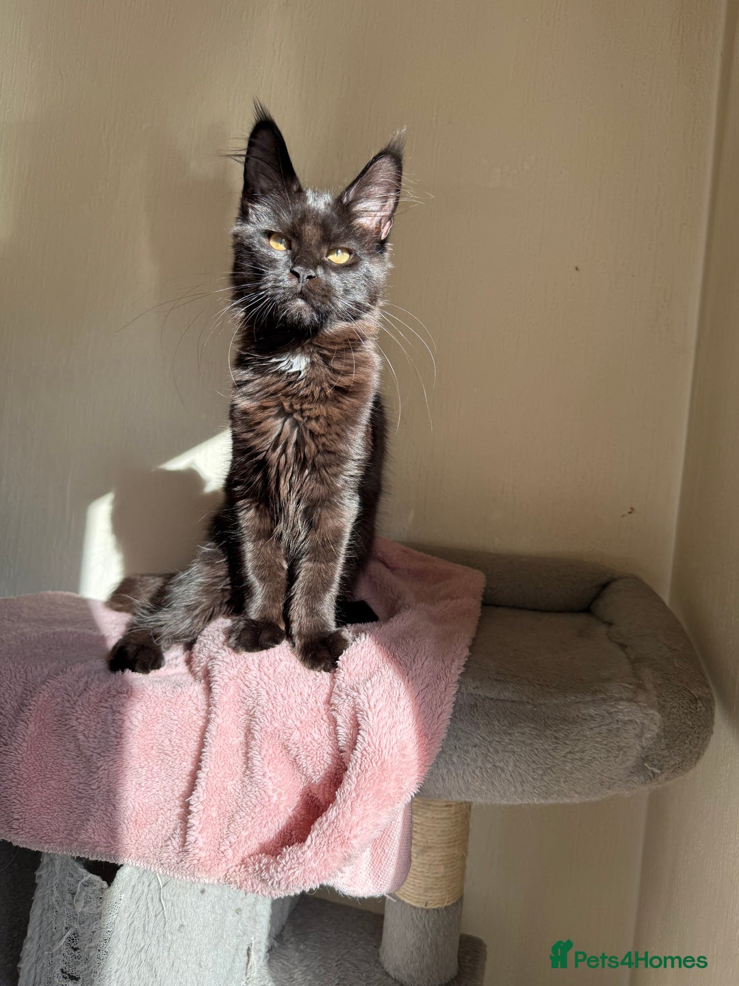 Maine Coon cats for sale: Pedigree GCCF Russian Import line Maine Coons - Image 25