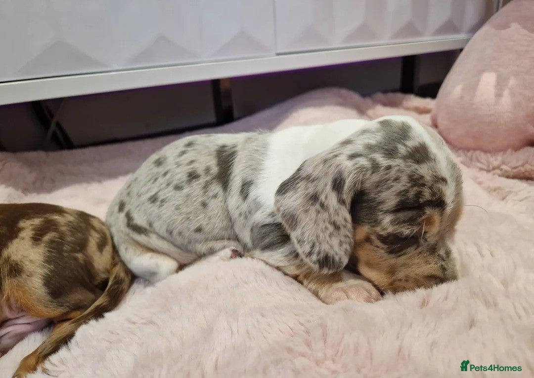 Miniature Dachshund dogs for sale: Adorable Miniature Dachshund Puppies 4boys & 1girl - Image 3