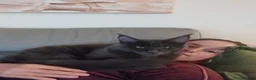 Maine Coon cats for sale: TICA MC kitten waiting for his forever home - Advert 5
