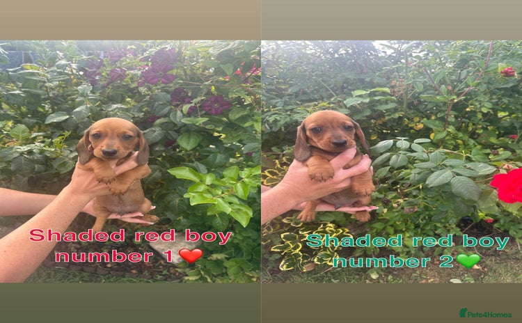Miniature Dachshund dogs - Advert 14