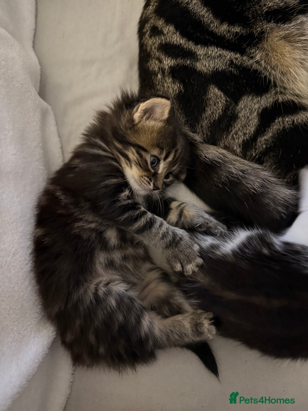 British Longhair cats for sale: Beautiful female kitten - Advert 3