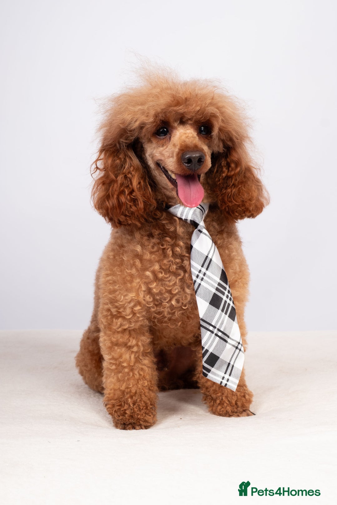 Toy Poodle dogs for stud: EXTENSIVELY HEALTH TESTED DEEP RED POODLE STUD  - Advert 2