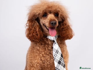 Toy Poodle dogs EXTENSIVELY HEALTH TESTED DEEP RED POODLE STUD - Advert 6