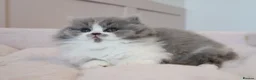 British Longhair cats for sale: PEDIGREE British Longhair kittens - Advert 20