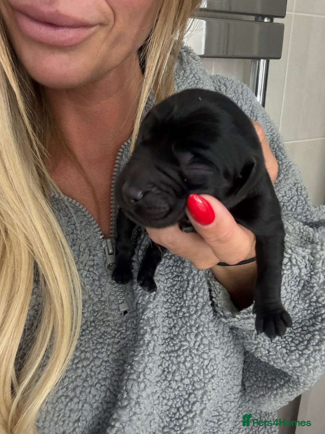 Labrador Retriever dogs for sale: Stunning working lab pups  - Image 2