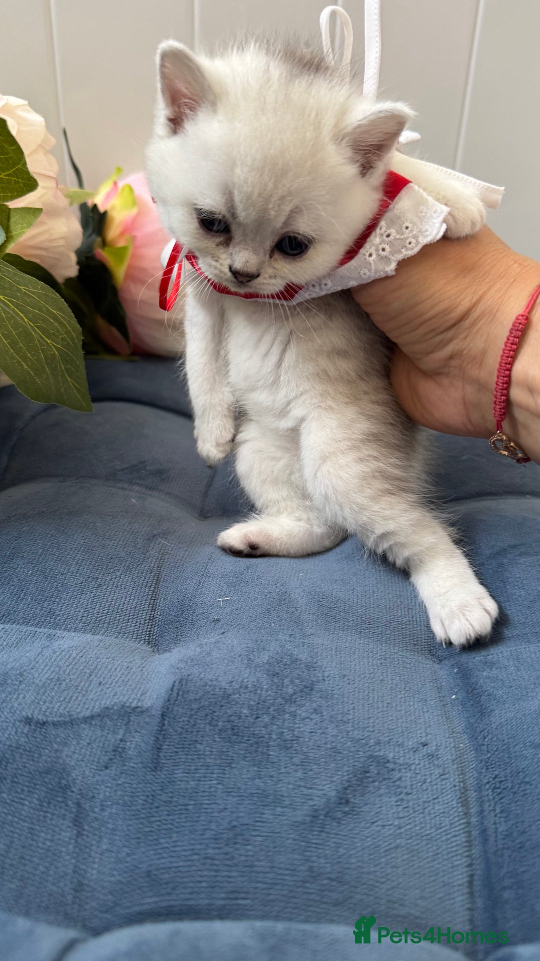 Scottish Fold cats for sale: Scottish Straight Girl  - Image 13