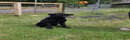 German Shepherd dogs for sale: Elite DDR / Czech Working Line GSD Pups in Ashton-under-Lyne - Advert 24