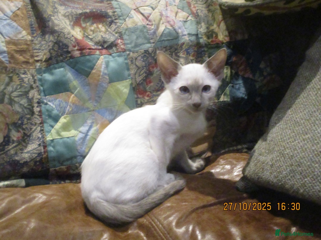 Siamese cats for sale: siamese blue point boy - Image 4