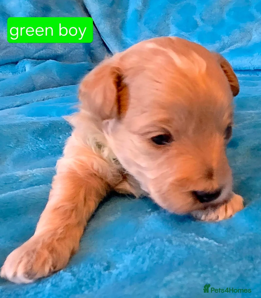 Maltipoo dogs for sale: Beautiful Maltipoo Puppies – Available to Reserve  - Advert 15